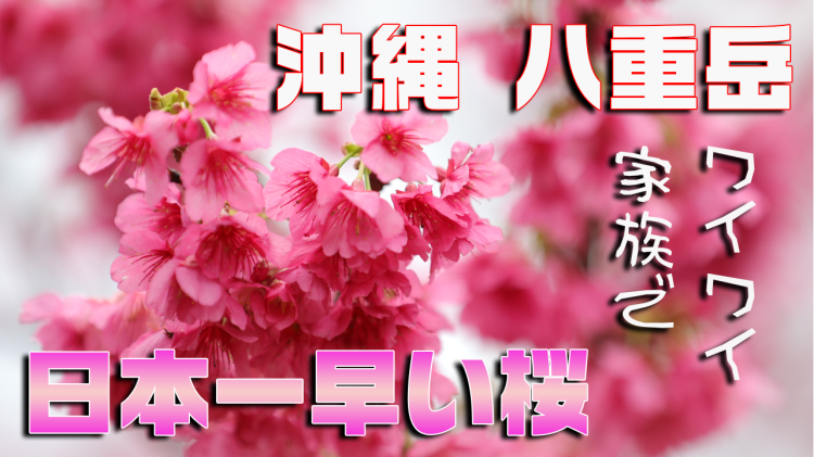 沖縄旅行 観光地 本部町の八重岳桜の森公園に日本一早い桜 さくら祭り を見てきました キャンピングカー旅行記