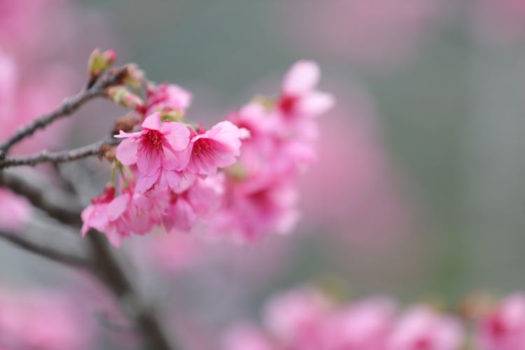 寒緋桜2-八重岳桜の森公園